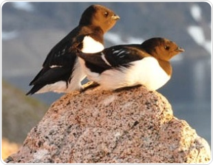 News: How Are Birds In The Arctic Dealing With Global Warming?