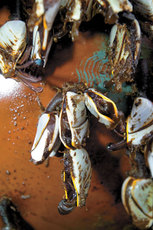 Barnacles like these clinging to a buoy retrieved off the San Diego coast are among a wide range of calcareous (calcium carbonate shell-forming) organisms jeopardized as increasing carbon dioxide uptake by the oceans lowers the pH of ocean water. Scripps Institution of Oceanography, UC San Diego