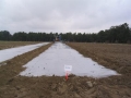 Methyl bromide, an odorless, colorless gas used as an agricultural pesticide, was introduced in the 1980s as an effective way to control weeds and increase fruit yields. Agricultural production nurseries around the world relied on methyl bromide (MB) to produce healthy plants for export and domestic sales.