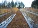 The potential of forest biotechnology to help address significant social and environmental issues is being 