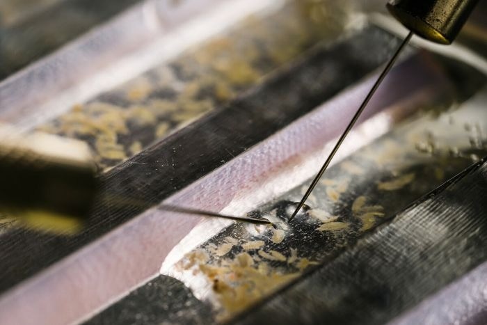 UK Seas Face Major Food Chain Disruption as Plankton Shift, Scientists ...