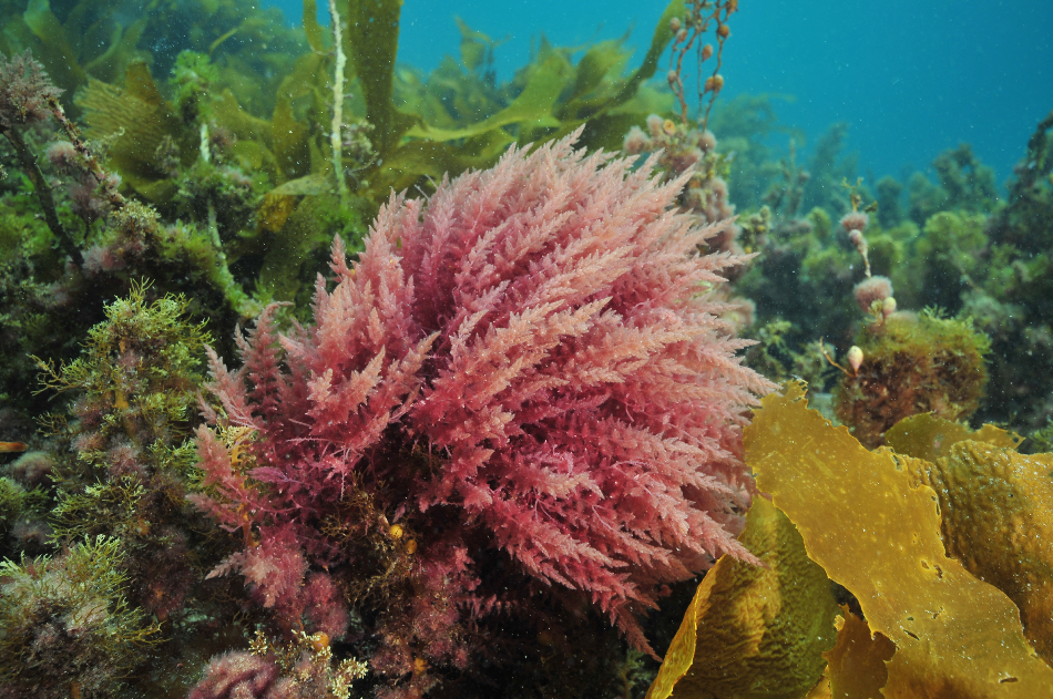 Bright colours of various sea weeds (algae) under surface of temperate southern Pacific ocean.