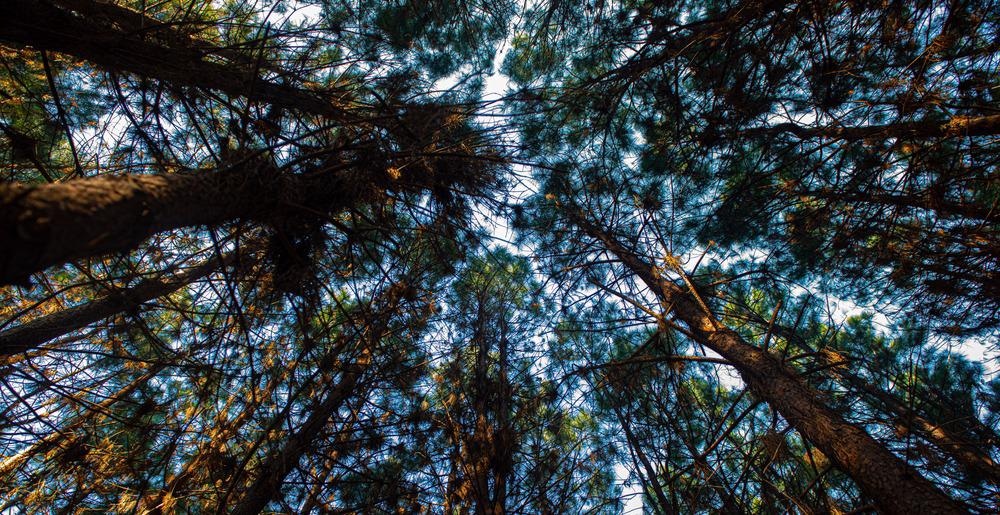 forest, reforestation projects
