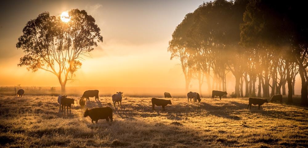 meat industry, carbon emissions