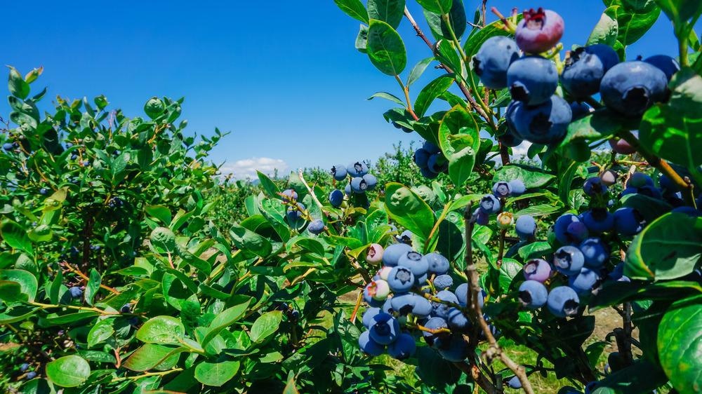 blueberry