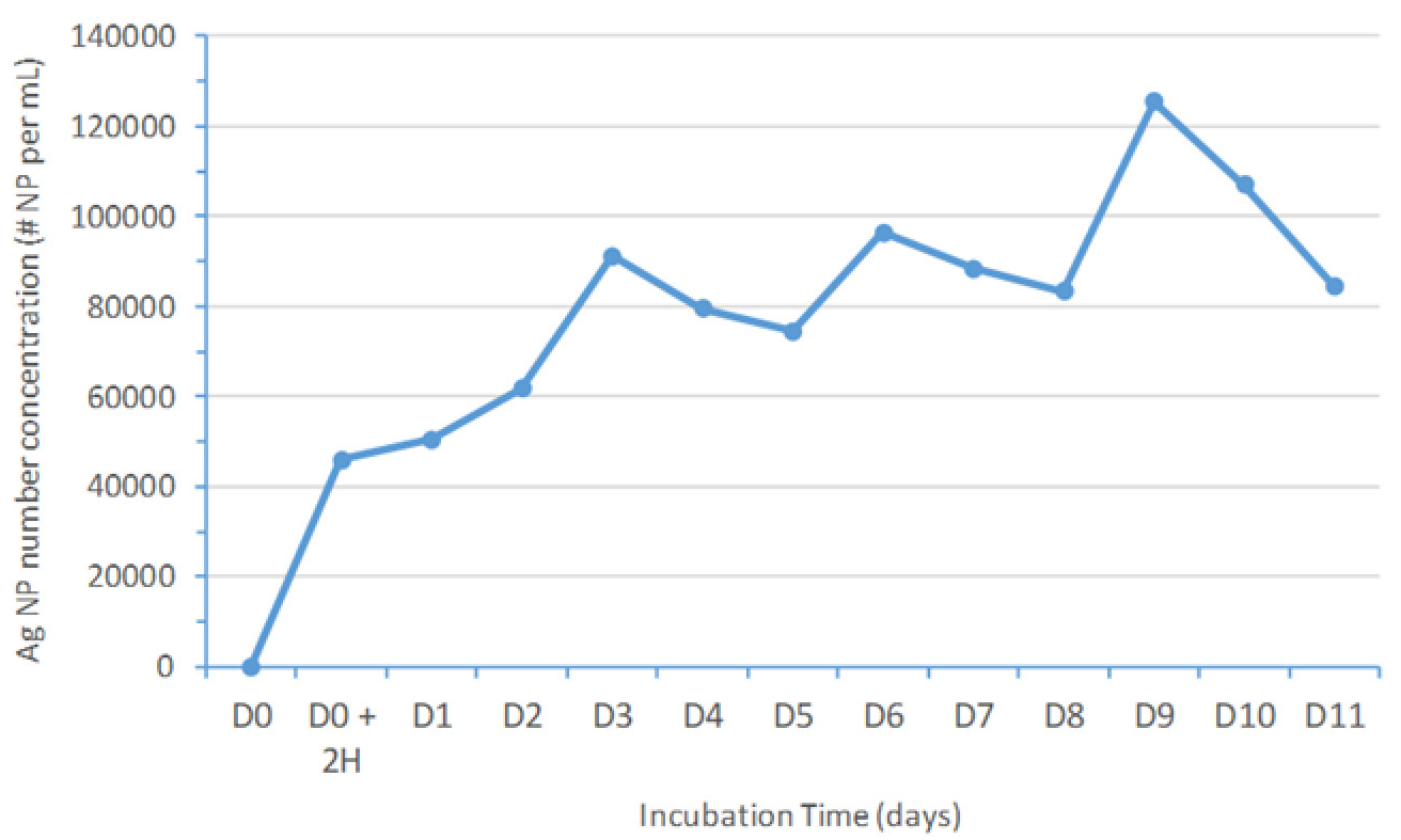 Ag NP number concentration variation with incubation time. On a daily basis, approximately 42000 Ag BPEI NP per mL with a diameter of 60 nm were added from day zero (D0) until day 10 (D10).