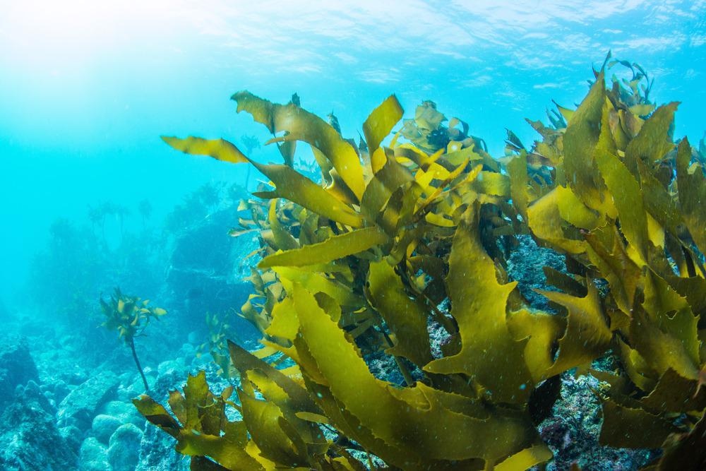 sea kelp