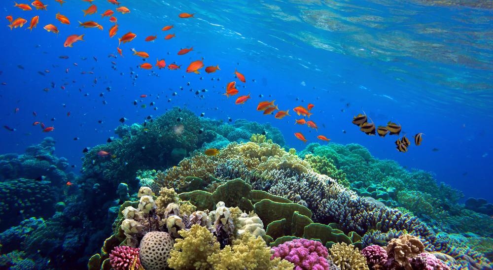 Anthropogenic Climate Change Effects