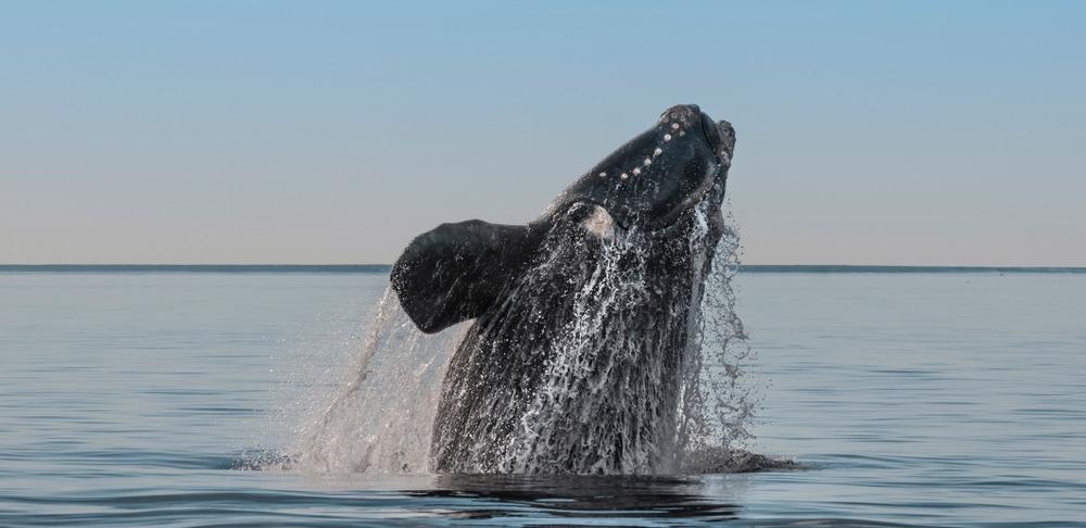 north atlantic right whale, endangered whales species