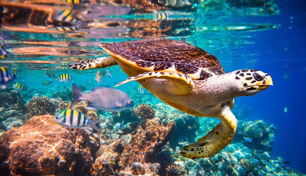 coral reefs