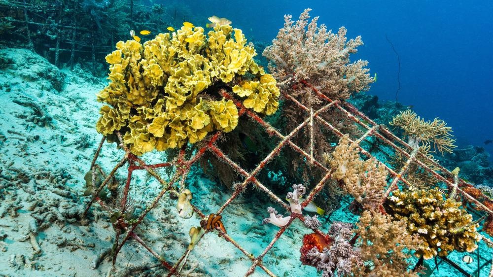 artificial reef