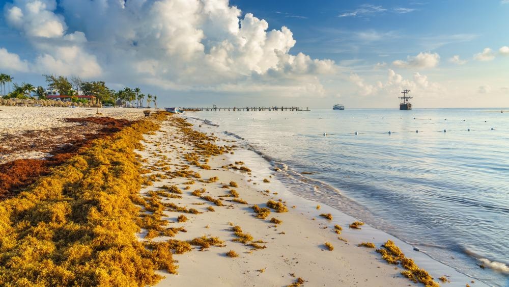 seaweed, carbon capture, carbon emissions