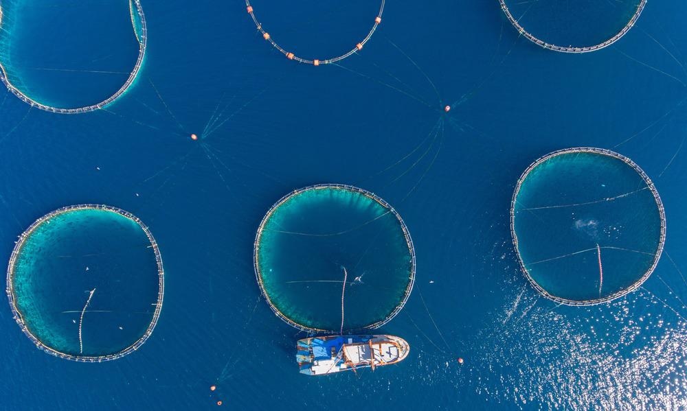 fishing, sustainable fishing, blue carbon, fishing report
