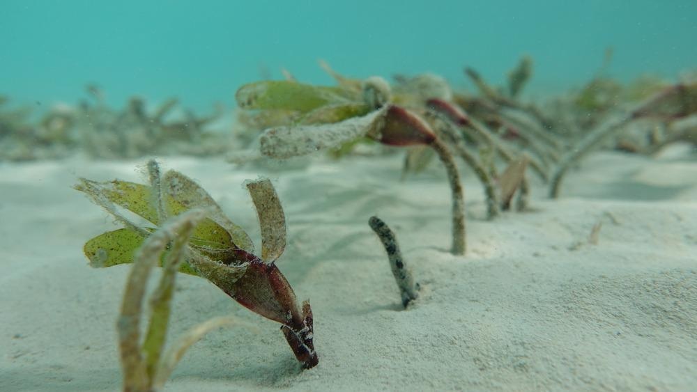 seagrass, blue carbon