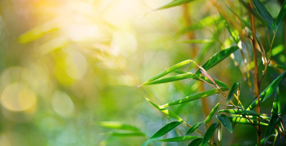 bamboo