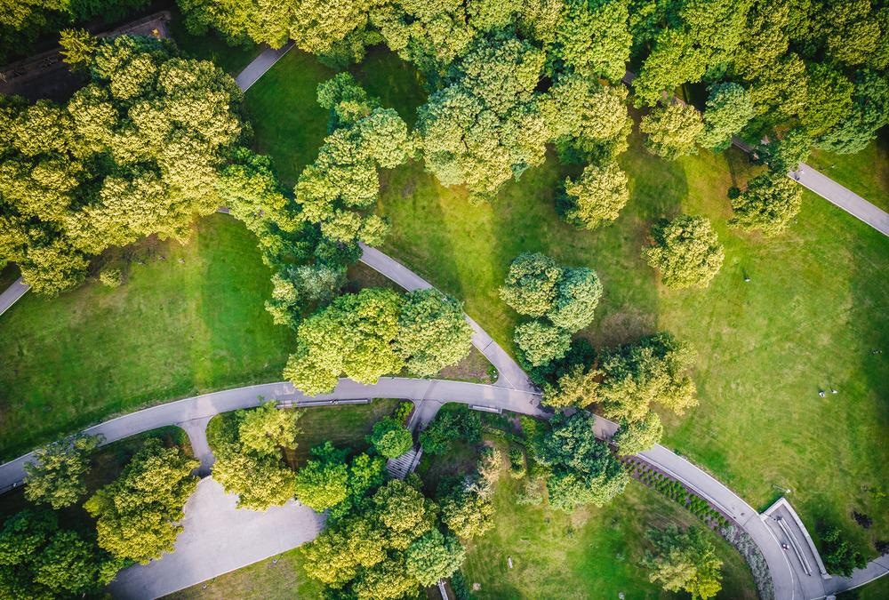 urban trees