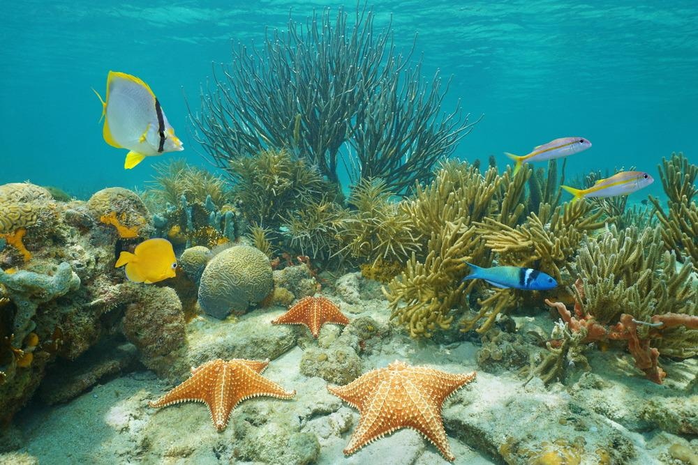 seabed mining