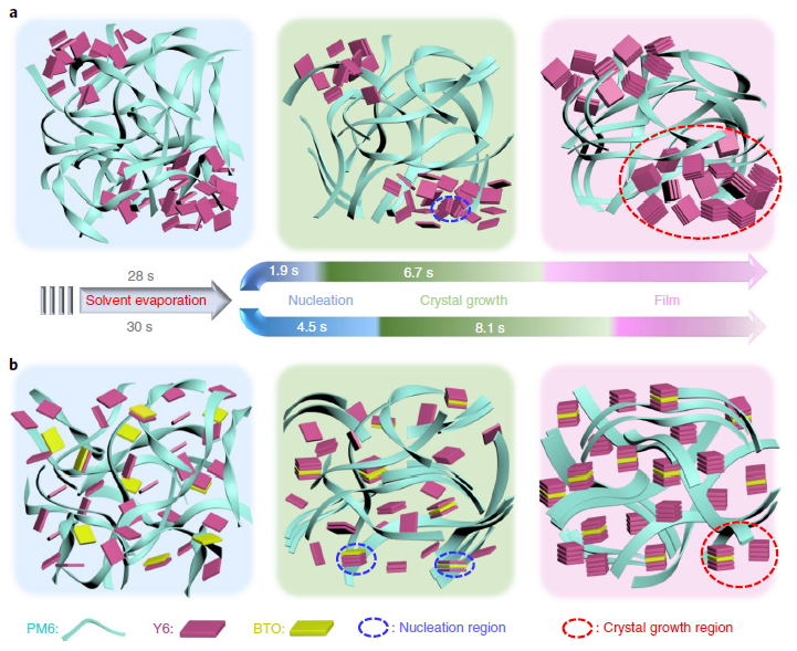Schematic illustration of BTO-enabling formation of highly crystalline Y6 from high-boiling-point solvents. (a, b) Schematic diagram of the crystallization process for PM6:Y6 (a) and PM6:Y6:20% BTO (b) processed by CB (solvent evaporation stage occurs at 0–28 s for PM6:Y6 and 0–30 s for PM6:Y6:20% BTO).