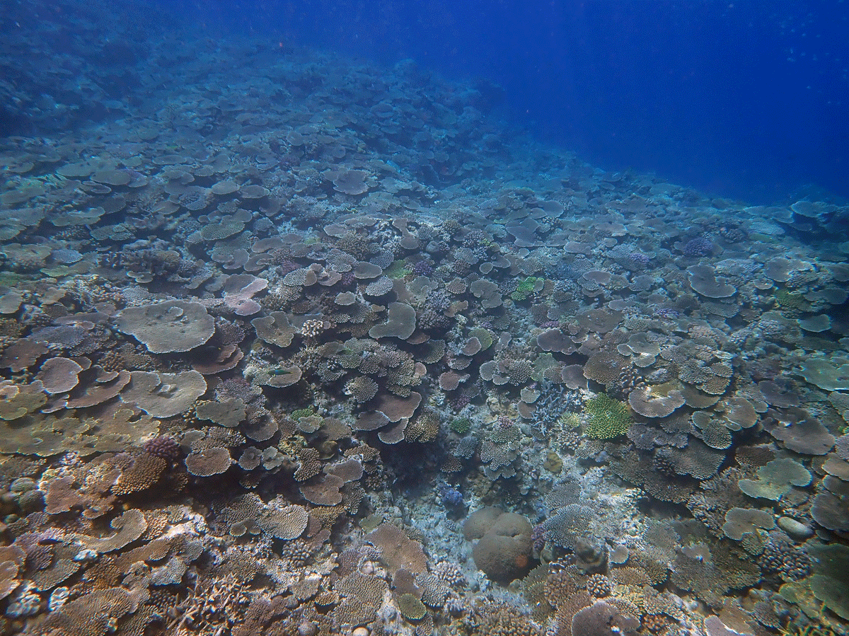 Determining the Diversity of Coral