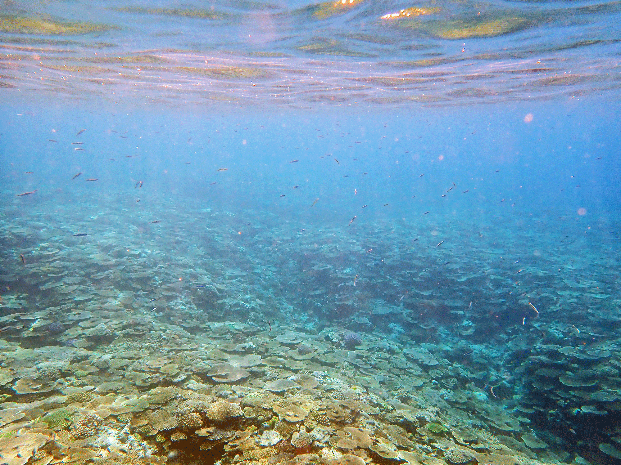 Determining the Diversity of Coral