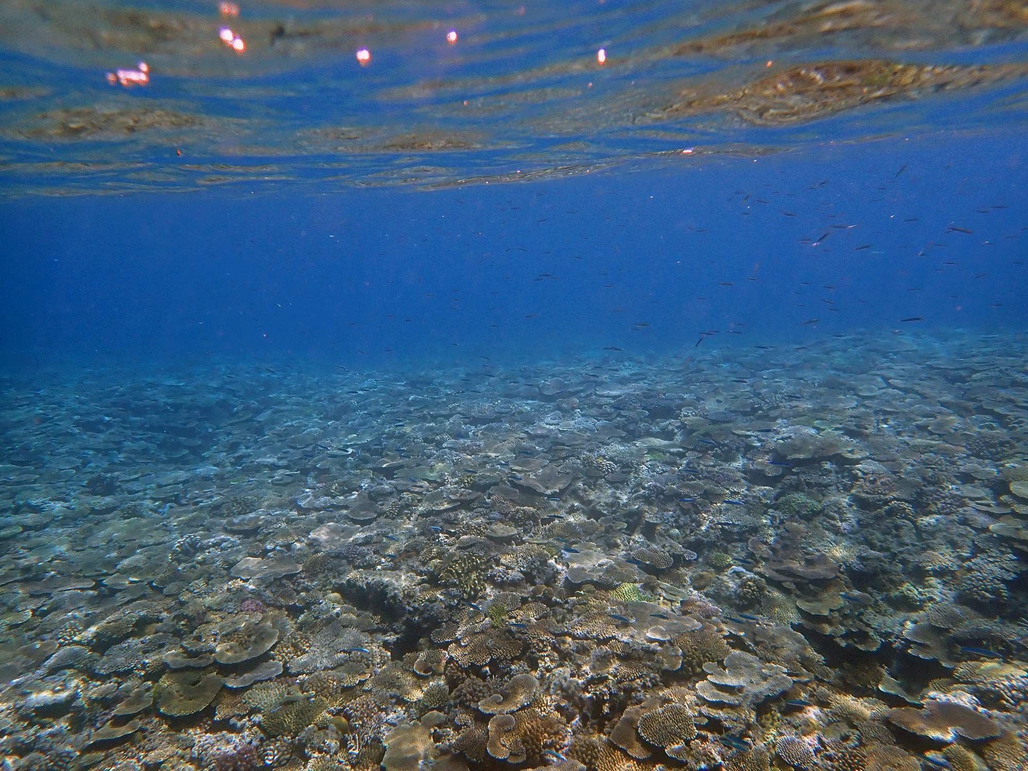 Determining the Diversity of Coral