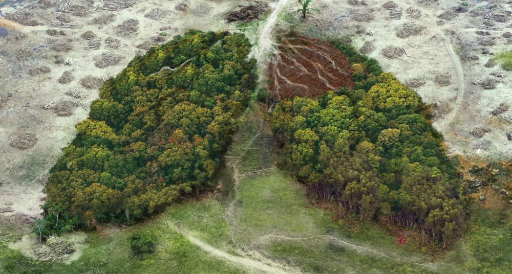deforestation