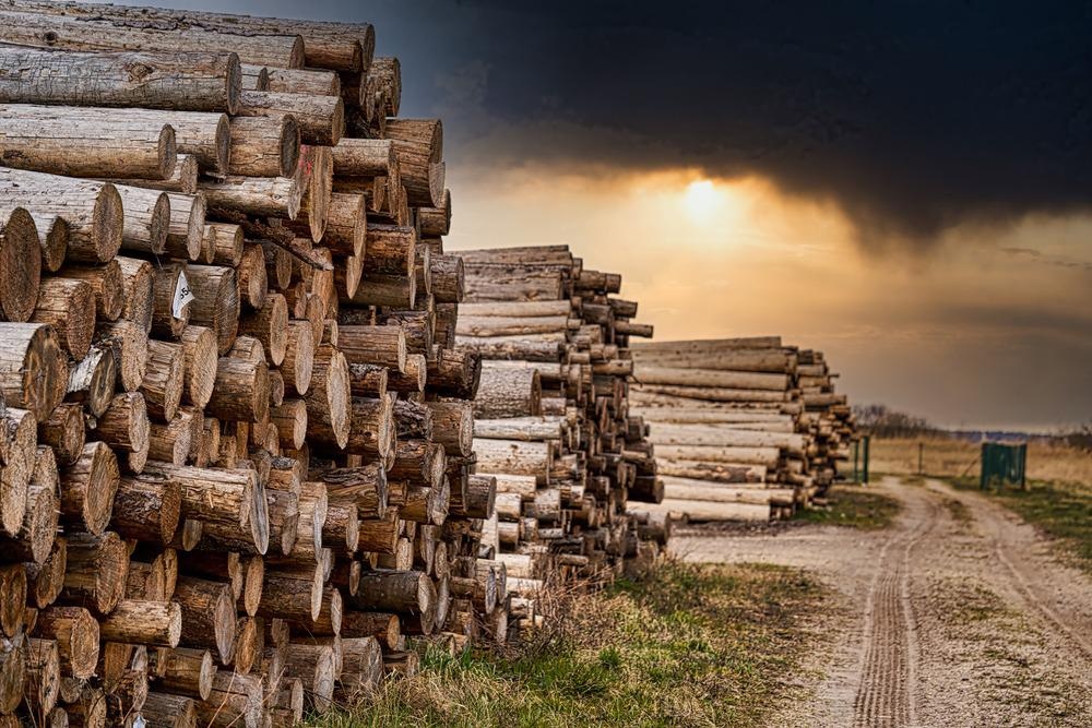 wood, biomass, recycle