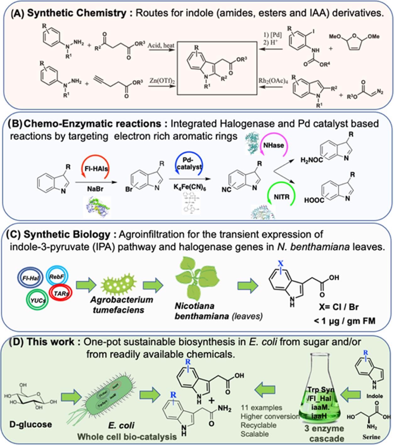 Chemical and biological approaches to IAA. (A) Chemical synthesis via Fisher indole synthesis and Heck or Buchwald modifications. (B) Chemo-biocatalytic routes to indole amides and carboxylic acids via halogenase-based bromination followed by cyanation with Pd catalysts. The cyano groups are converted to amide or carboxyl acid via nitrile hydratase (NHase) or nitrilase (NITR). (C) Metabolic engineering of IAA pathway genes in a plant-based compatible host organism. (D) First report of an efficient de novo biosynthesis of IAA and its derivative via the IAM pathway in engineered E. coli. Three-enzyme one-pot biotransformation approaches to IAA derivatives for large-scale synthesis are also shown.