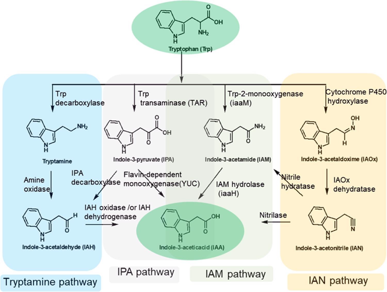 Tryptophan-dependent biosynthetic pathways toward indole-3-acetic acid in plants and plant-associated microbiomes. IAM and IPA pathways are the major route(s) to IAA formation in plants and plant-associated microorganisms.