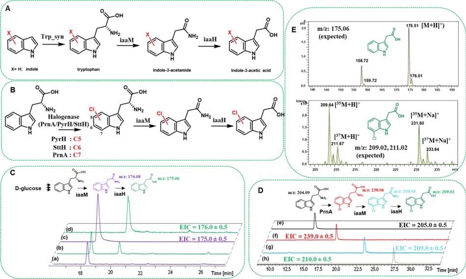 Tryptophan synthase (Trp_syn)- and flavin-dependent halogenase (Fl-Hal)-based pathways (A and B, respectively) exploited in this study for amide and carboxylic acid bond formation in E. coli cells via one-pot cascade reactions. (C) HPLC traces showing in vivo formation of indole-3-acetamide and indole-3-acetic acid in E. coli cell cultures overexpressed with SUMO-iaaM or SUMO-iaaM along with SUMO-iaaH enzymes (trace a is iaaM and trace b is iaaM/iaaH duet expression). Traces c and d are the extracted ion chromatograms for indole-3-acetamide and indole-3-acetic acid, respectively. (D) Extracted ion chromatograms showing in vivo production of 7-chlorotryptophan, 7-chloro indole-3-acetamide, and 7-chloro indole-3-acetic acid after feeding cells with tryptophan. Traces e and f are the extracted ion chromatograms for tryptophan and 7-chlorotryptophan from the cell cultures that carry PrnA Fl-Hal plasmid only, respectively. Trace g is the extracted ion chromatogram for 7-chloro indole-3-acetamide from the cell culture that carries PrnA and SUMO-IaaM plasmids, whereas h is that of 7-chloro indole-3-acetic acid from the cultures that carry PrnA and SUMO-IaaM/SUMO-IaaH duet plasmids. For visual clarity, in (C, D), molecules are drawn with similar colors to the HPLC traces they represent. (E) ESI-MS spectra for indole-3-acetic acid and 7-chloro indole-3-acetic acid produced via cell cultures. The experimental protocols are detailed in the Materials and Methods section.