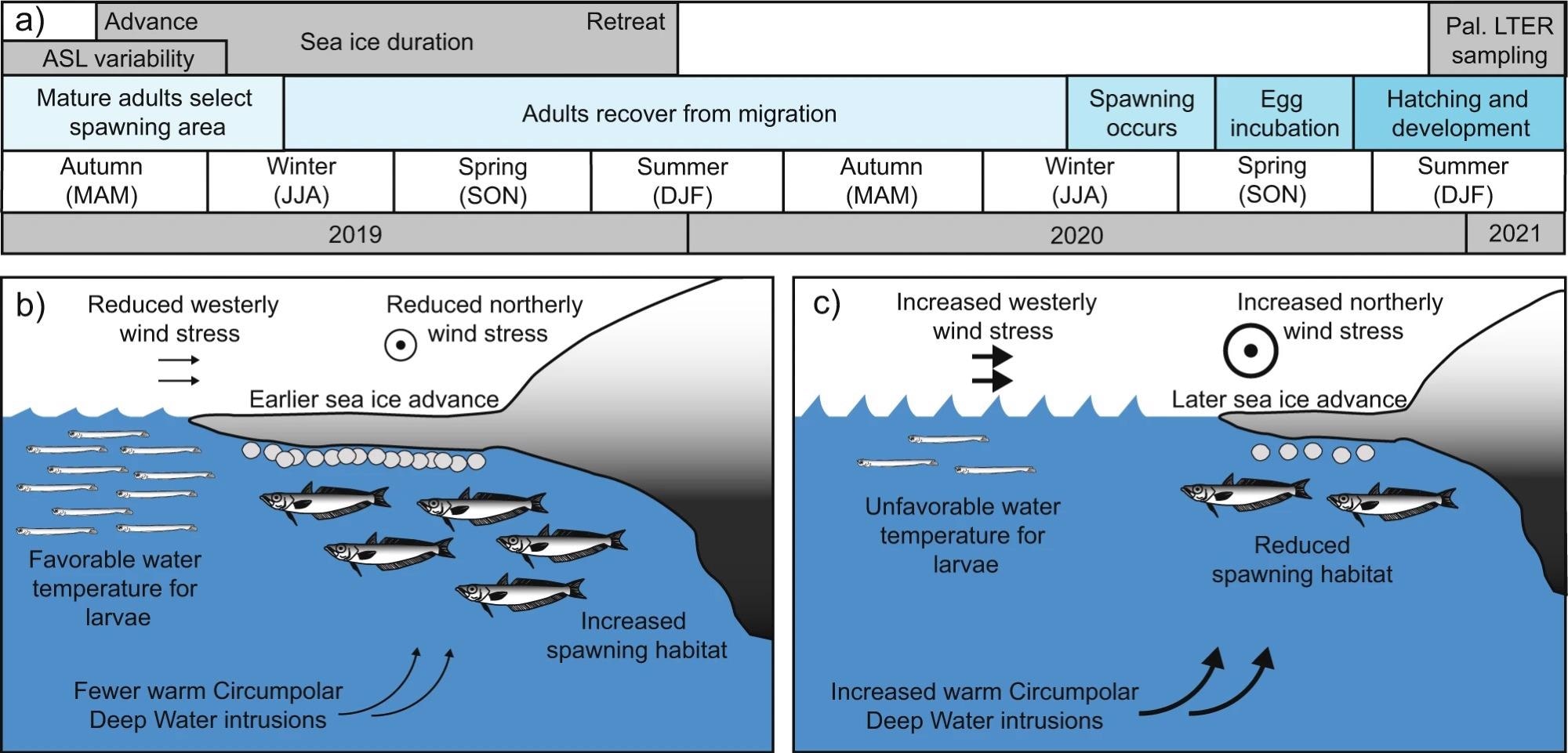 Timeline with optimal and suboptimal conditions for Antarctic Silverfish reproduction near the western Antarctic Peninsula (WAP). (a) A timeline of Antarctic Silverfish skip-spawning behavior and proposed relationships with Amundsen Sea Low (ASL) variability and sea ice advance. (b, c) Schematic of b optimal and c suboptimal environmental conditions for larval and spawning adult Antarctic Silverfish near the WAP. Northerly and westerly wind stresses are both modulated by the ASL strength (i.e., RCP) and location (i.e., latitude). Intrusions of Circumpolar Deep Water (CDW) are associated with anomalous westerly winds; sea ice advance is influenced by a combination of wind stress, CDW, precipitation, and other factors; and near-surface water temperatures are determined by atmospheric heat, CDW intrusions, ice melt, and other factors.