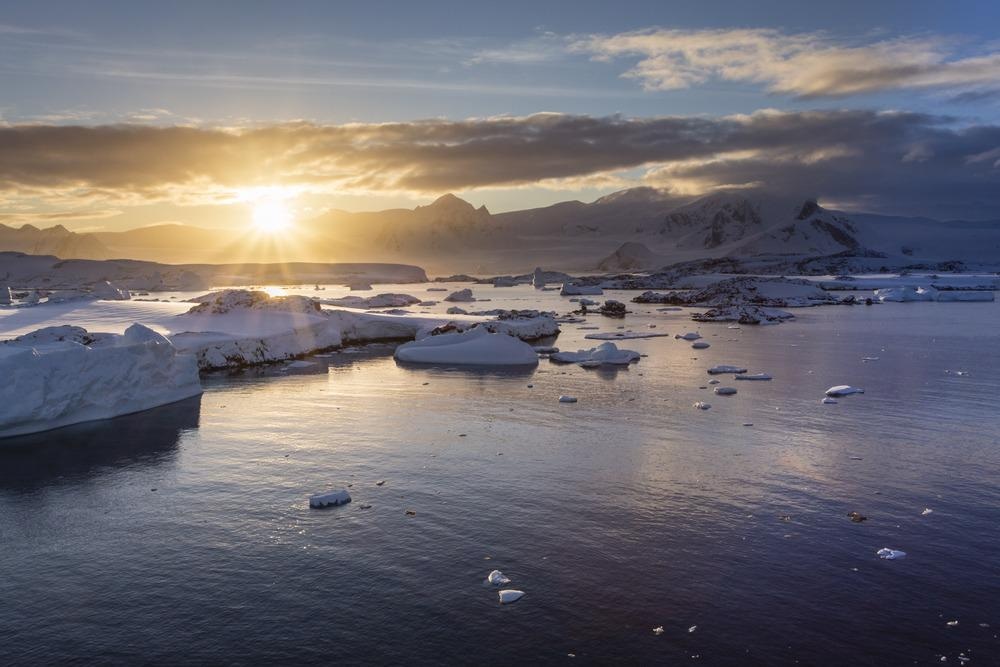 Antarctic, silverfish