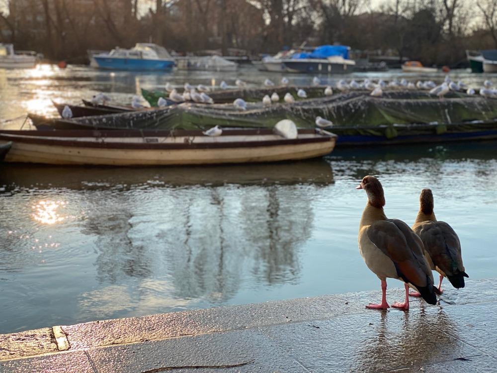 birds, river thames