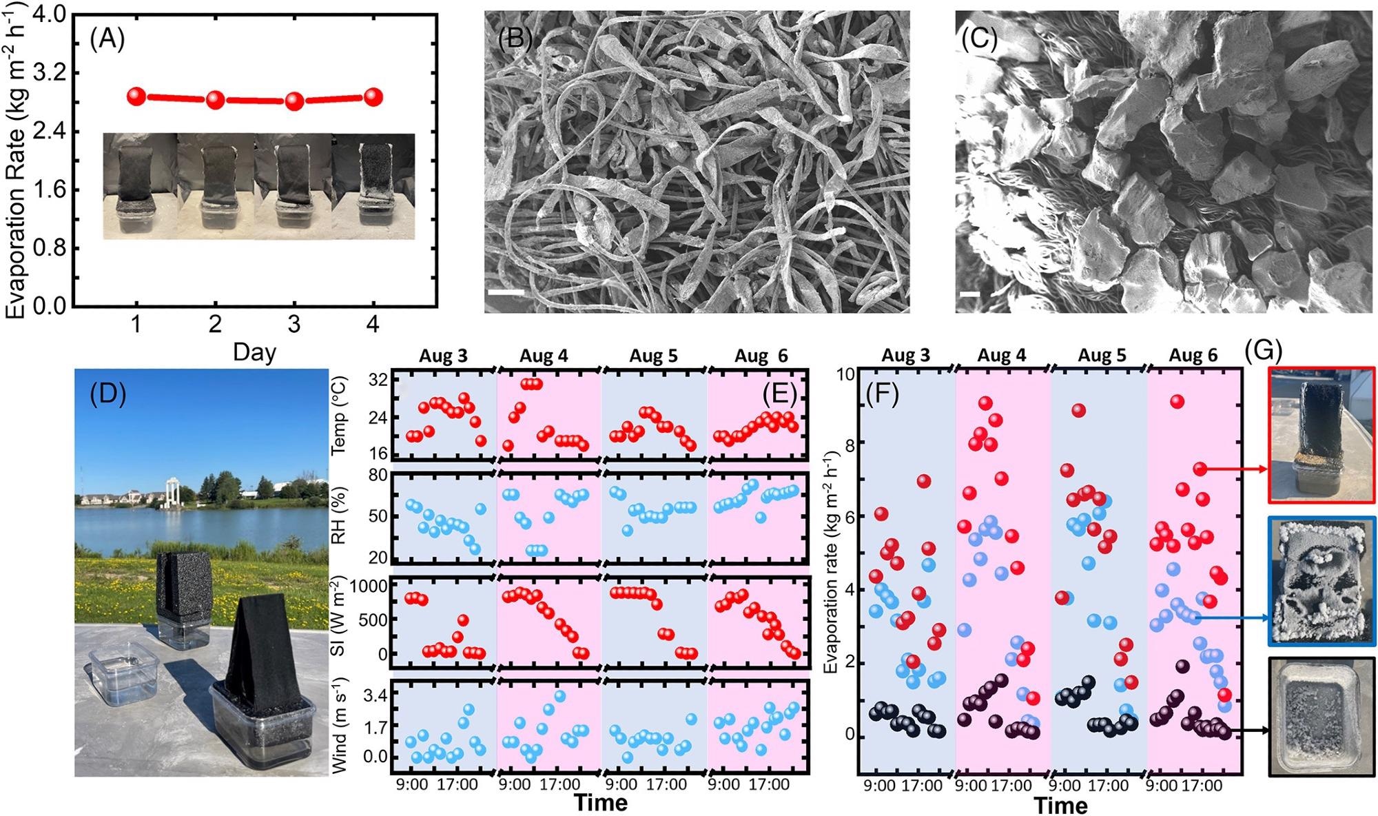 Experimental results for salinity of 20?wt%. (A) Measured evaporation rates of the four-day indoor experiment under one sun illumination. Inset: photos of the umbrella structure on each day. (B, C) SEM images of the accumulated salt on (B) the CCF (scale bar: 100?µm), and (C) the Highland fabric (scale bar: 200?µm), respectively. (D) A photo of the outdoor experiment on August 3rd, 2021, at the University at Buffalo. (E) Measured environmental conditions for the outdoor experiment (from top to bottom): the relative humidity (RH), the temperature, the solar intensity (SI), and the wind velocity. (F) Measured evaporation rates of the umbrella structure (red), the flat structure (blue), and the bulk water surface (black), respectively. (G) Photos of the salt accumulation after the 4-day operation on the umbrella structure (the upper panel), the flat structure (the central panel), and the bottom of the container (the lower panel).