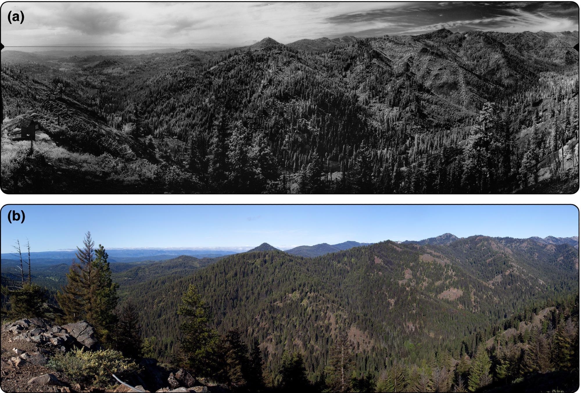 Young shade-tolerant and fire-intolerant trees rapidly fill in the forest. Over 150 years, a dry and moist mixed-conifer forest landscape has become densely filled with Douglas fir and grand fir pole-, small-, medium-, and large-sized trees. View looking southwest into Stafford Creek, North Fork Teanaway River watershed, Cle Elum, Washington, in (a) 1934 and (b) 2013. (a) RL Cooper; National Archives and Records Administration, Seattle.