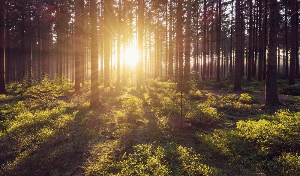 forest, conifer forest