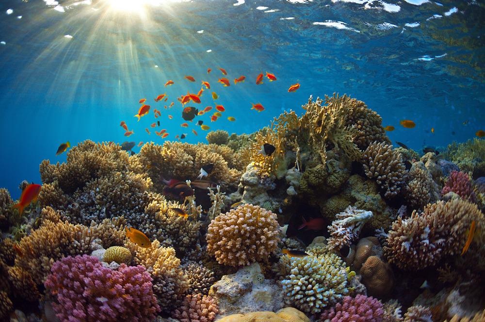 coral reef, coral reef bleaching