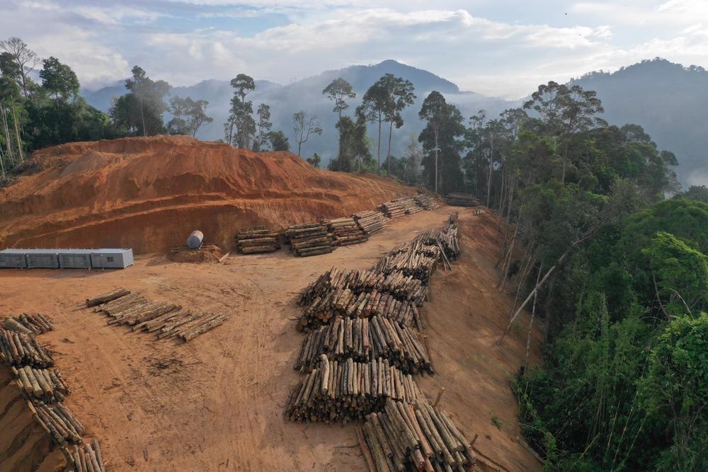deforestation, amazon
