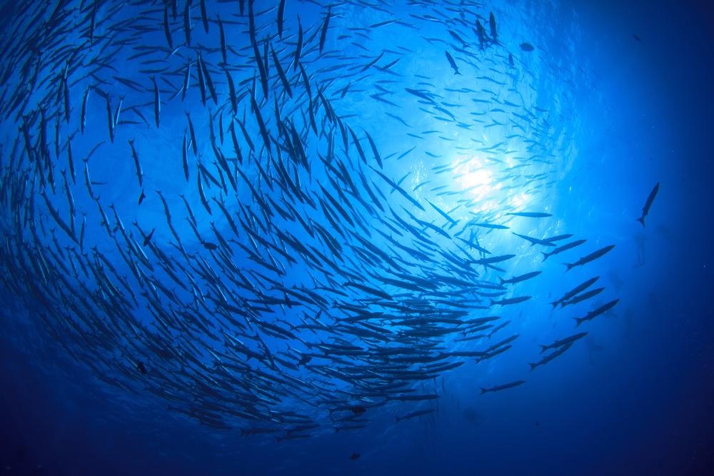 fish, ocean warming