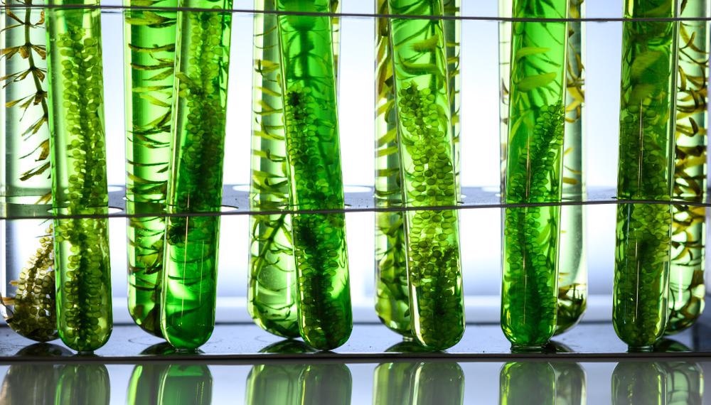 algae
