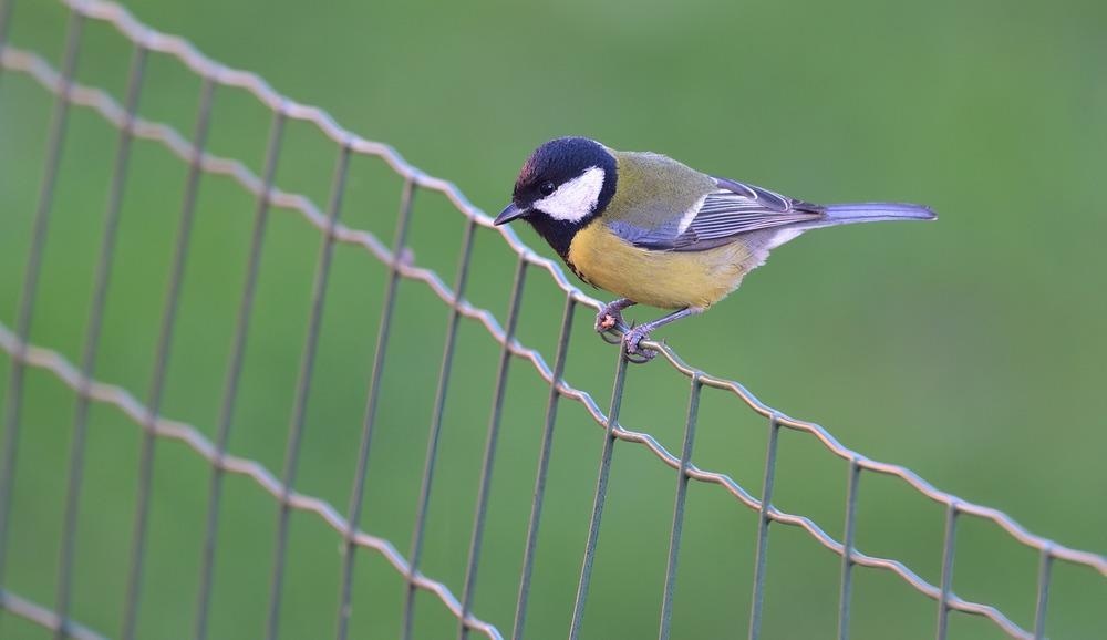 great tit, urban, population