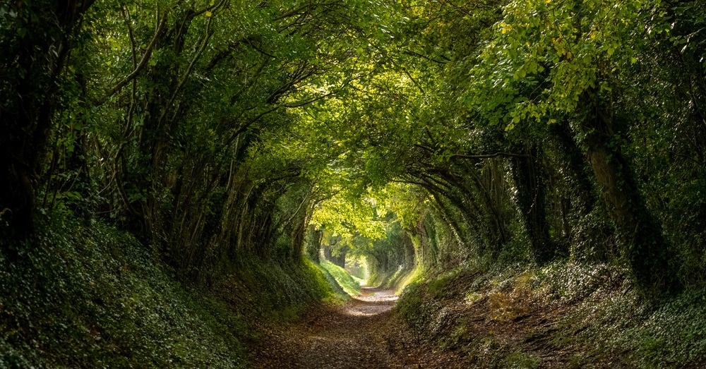 forest, uk biodiversity