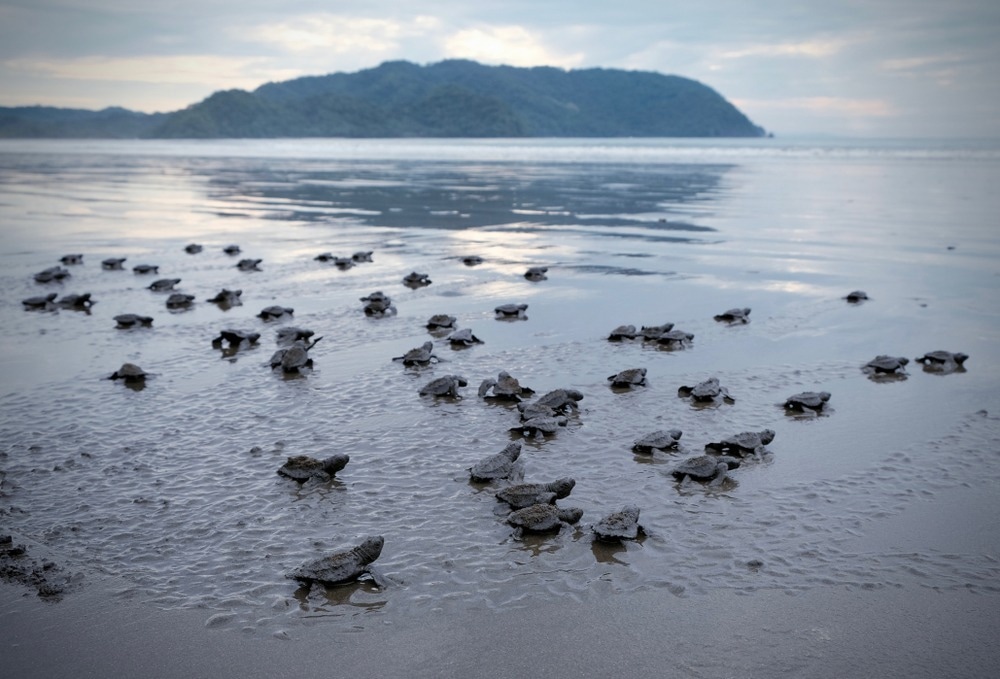 light pollution, turtle hatchlings