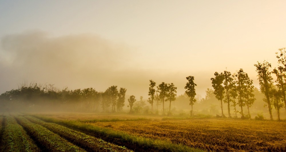 fog, deforestation, reforestation, fog harvesting
