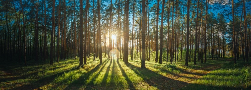 forests, carbon sink