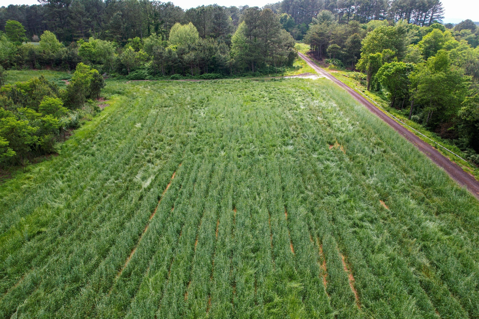Reclamation with biosolids has turned many areas at the mine into lush pastures and forests.