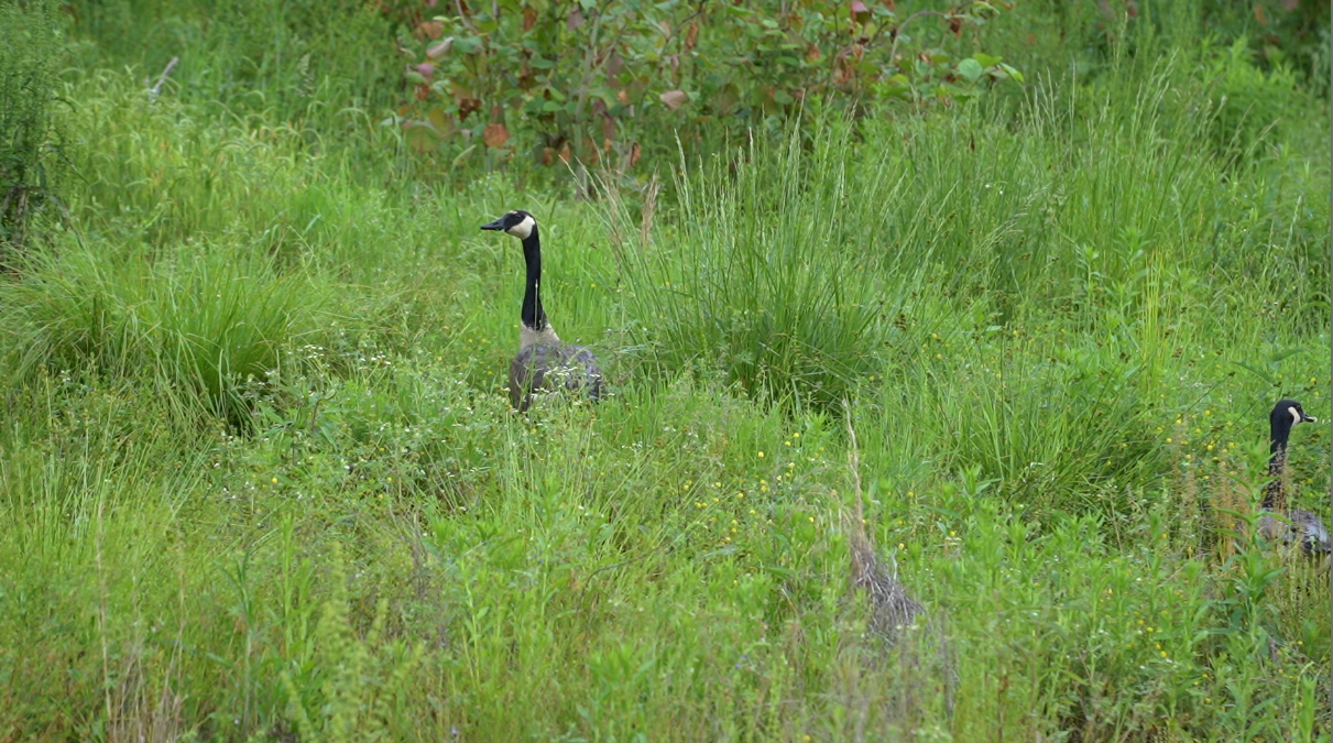 Geese graze in a portion of the Copperhill Mine that has been reclaimed with biosolids. The application of biosolids has allowed vegetation to re-establish and buffered the pH of water such that trout are living in several ponds at the mine site.