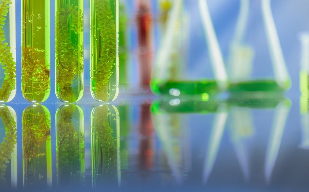 algae biofuel