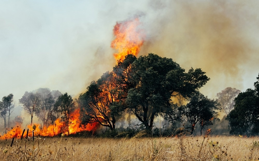 wildfire in forest