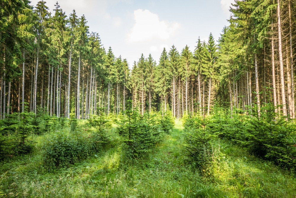 forest regeneration